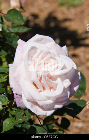 Rose 'Maname Antoine Mari' - Antique Tea Rose de 1901, en Rose Emporium Gardens en Brenham, Texas. Foto de stock