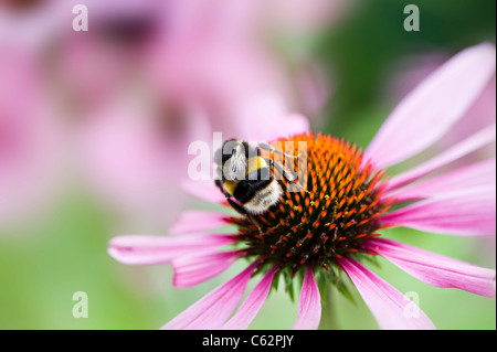 Echinacea purpurea Oriental flores púrpura en forma de cono o coneflower púrpura con recogiendo polen de abejas