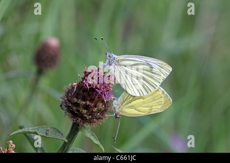 Verde-Blanco veteado Pieris napi mariposas apareamiento UK