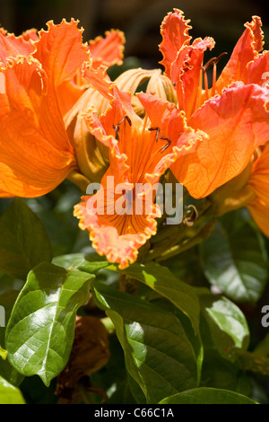 Brillantes flores tropicales. Foto de stock