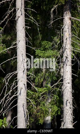 Troncos de abeto ( picea abies ) en el bosque de taiga , Finlandia Foto de stock