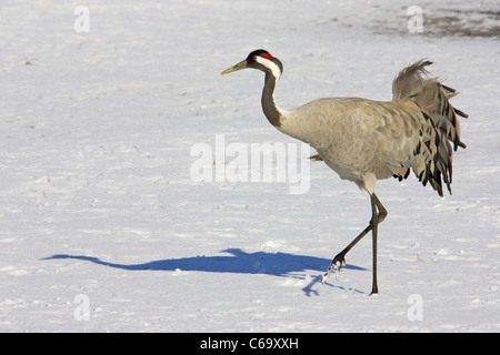 Grulla común euroasiático, grulla (Grus grus), adulto caminando sobre la nieve.