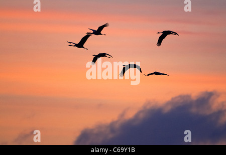 Grulla común euroasiático, grulla (Grus grus), migración de rebaño en vuelo, visto contra un colorido cielo matutino.