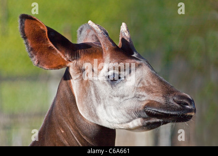 El Okapi (okapia johnstoni) Foto de stock