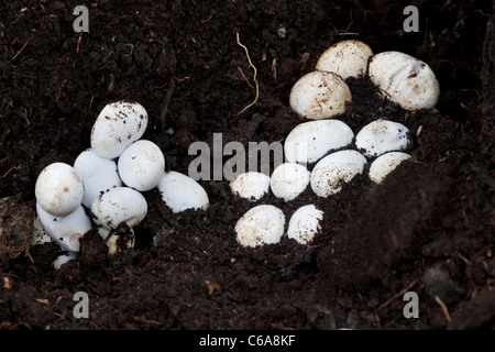 Natrix natrix culebra - huevos en un montón de estiércol Foto de stock