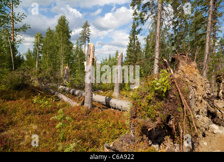 Fuertes vientos tormentas en el bosque de taiga . Abetos desarraigados y agrietados ( picea abies ) , Finlandia Foto de stock