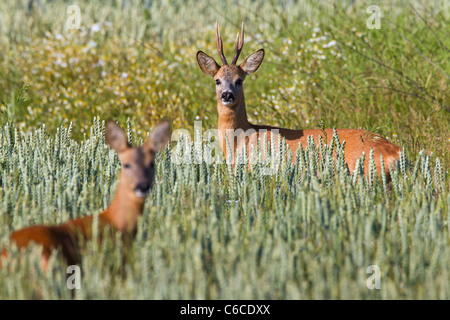 El corzo (Capreolus capreolus) roebuck con mujeres en el campo, Alemania