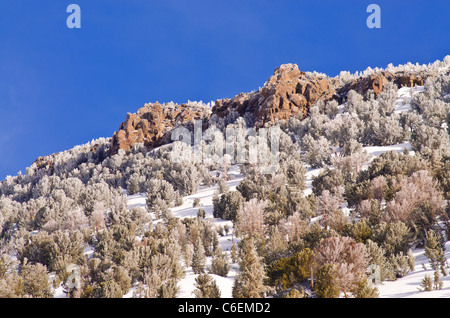 La escarcha sobre árboles en Ansel Adams Wilderness, montañas de Sierra Nevada, California, EE.UU. Foto de stock
