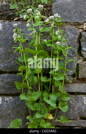 Alliaria petiolata ajo, Mostaza. Resorte común-planta con flores, buena para las mariposas