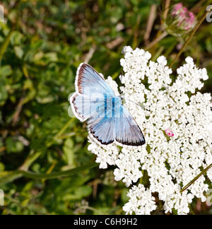 Chalkhill mariposa azul Polyommatus coridón alimentándose de zanahoria silvestre flores en Portland Bill Dorset UK Foto de stock