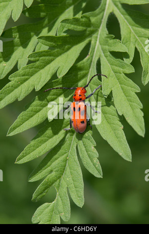 Asclepias escarabajo rojo, Tetraopes tetrophthalmus. Foto de stock