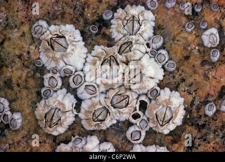 Colonia de Acorn percebes (Semibalanus balanoides) Alimentación del filtro. Las Islas Galápagos, Ecuador, Océano Pacífico