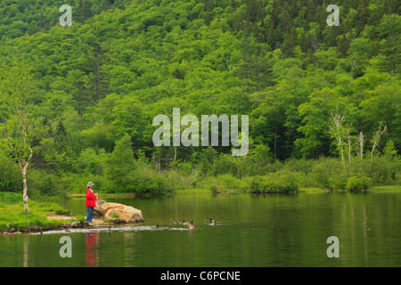 Alimentando patos en el estanque de la casa Wiley, Crawford Notch, North Conway, montañas blancas, New Hampshire, EE.UU. Foto de stock