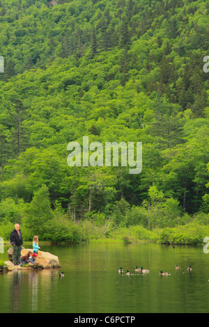 Alimentando patos en el estanque de la casa Wiley, Crawford Notch, North Conway, montañas blancas, New Hampshire, EE.UU. Foto de stock