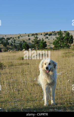 Pirineos Pirineos - gran perro (Canis familiaris) Cuidando ovejas en el Mont Ventoux en verano