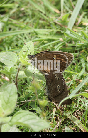 Par de mariposas, ringlet Aphantopus hyperantus apareamiento. Foto de stock