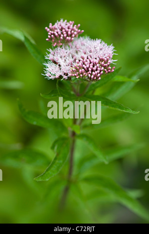 Imagen cercana de la floración verano Eupatorium cannabinum flores de color rosa, también conocido como el cáñamo Agrimony o Santa Comba. Foto de stock