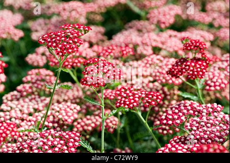 Imagen cercana del vibrante floración verano Achillea millefolium rojo 'Peggy Sue' Flores también conocida como Yarrow. Foto de stock