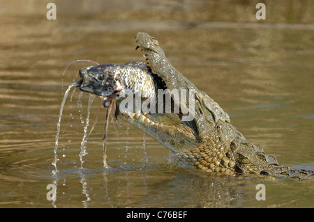 Cocodrilo mata a Fotografía de stock - Alamy