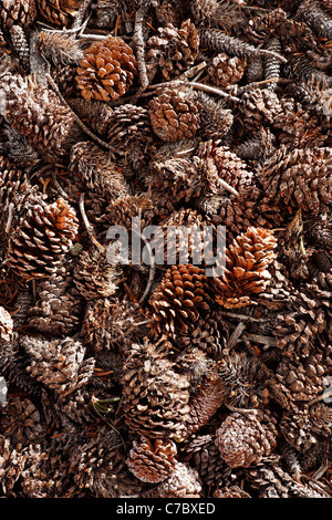 Detalle de conos de pinos bristlecone en el suelo, el Bosque Nacional Inyo, White Mountains, California, EE.UU.