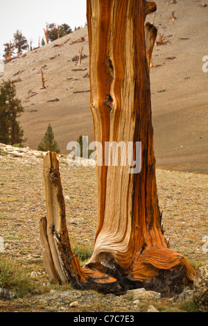 Cono de cerdas antiguos pinos, montañas blancas, California