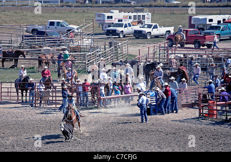 Mujer que compite en la pantorrilla breakaway evento durante el rodeo celebrado en la reserva Crow Agency en Montana Foto de stock