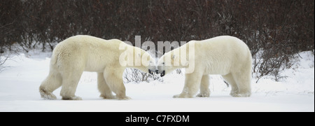 Encuentro de dos osos polares. Dos osos polares se han reunido contra un oscuro bush. Foto de stock
