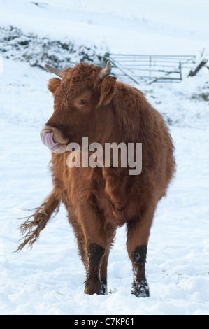 Frío día de invierno, primer plano de un joven toro parado en el campo de la granja, pies cubiertos de nieve y lamiendo nariz con lengua larga - West Yorkshire, Inglaterra, Reino Unido Foto de stock