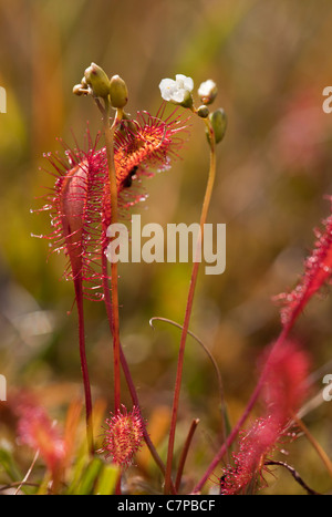 Gran Sundew, Drosera anglica en flor. Bog planta insectívora. Dorset.