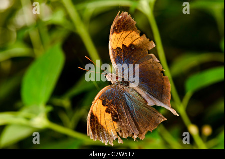 Indian Oak Leaf Butterfly (Kallima Paralekta) Foto de stock