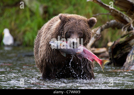 Un marrón o Grizzly Bear, el Bosque Nacional de Chugach, cerca de Seward, Alaska. Foto de stock