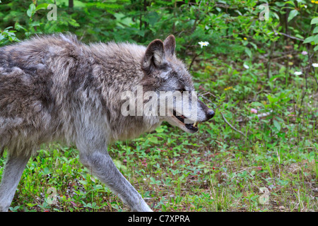 Lobo gris, Canis lupus, en el vagabundeo. Columbia Valley, British Columbia, Canadá Foto de stock