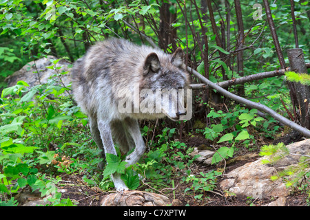 Lobo gris, Canis lupus, en el vagabundeo. Columbia Valley, British Columbia, Canadá Foto de stock