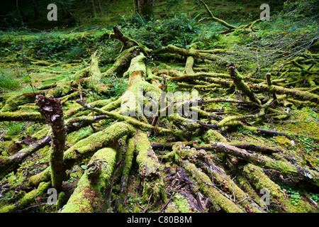 Un viejo árbol cubierto de musgo decadente en el suelo del bosque en los antiguos bosques cerca de Dulverton, Devon, Reino Unido. Foto de stock