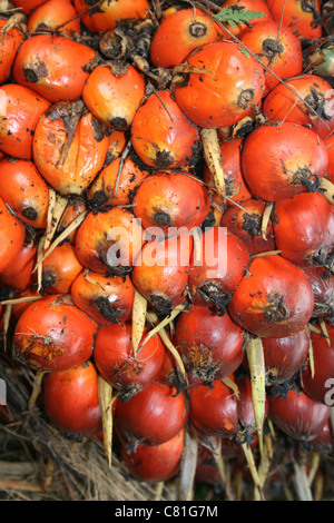 Fruto de una palmera de aceite Foto de stock