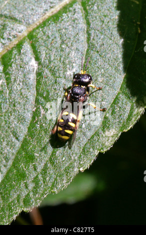 Digger Wasp, Ectemnius continuus, Sphecidae, Apoidea, Apocrita, Hymenoptera Foto de stock