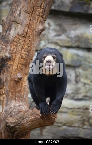 Sun o oso Malaya (Helarctos malayanus). Foto de stock