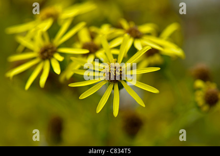 Imagen cercana de la floración verano amarillo común - HIERBA CANA senecio jacobaea, adoptadas contra un fondo suave Foto de stock