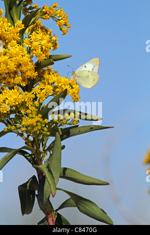 Una naranja de azufre, Colias eurytheme mariposa con las alas plegadas, alimentándose de Seaside Goldenrod, Solidago sempervirens. NJ, EE.UU. Foto de stock