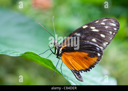 Mariposa heliconius hecale desde Costa Rica Foto de stock