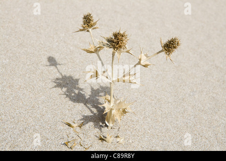 Turquía, Esmirna, vista de planta de cardo muerto en la arena Foto de stock