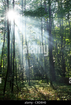 Los rayos del sol brillando a través de los árboles en el bosque. Foto de stock