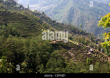 Terrazas en la ladera sur de Sikkim, India Oriental Foto de stock