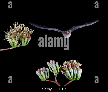 Menor de larga nariz (murciélago Leptonycteris yerbabuenae) volando por flores de agave, en cautividad, el Condado Hidalgo, Nuevo México, EE.UU.