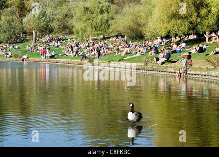 Un Ganso Canadá sunbathes delante de una gran multitud de bañistas en Hampstead Heath en verano. El lago es el estanque de pesca. Foto de stock
