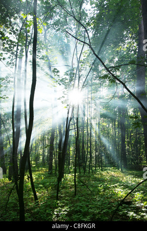 Los rayos del sol brillando a través de los árboles en el bosque. Foto de stock