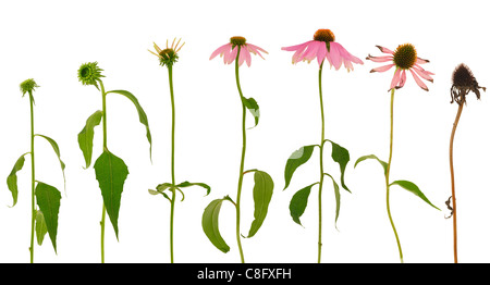 Evolución de Echinacea purpurea flor aislado sobre fondo blanco. Foto de stock