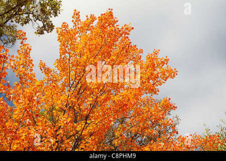 Un árbol de arce con hojas convertido naranja / amarillo en el otoño. Foto de stock