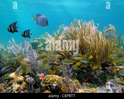 Submarino de arrecifes de coral con peces tropicales en el mar Caribe