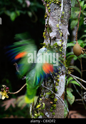 Naranja-winged loro Amazona amazonica Río Amazonas Perú Foto de stock